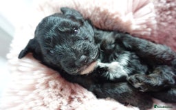 Sheepadoodle dogs for sale: Mini Sheepadoodle the wait is over!  - Image 30