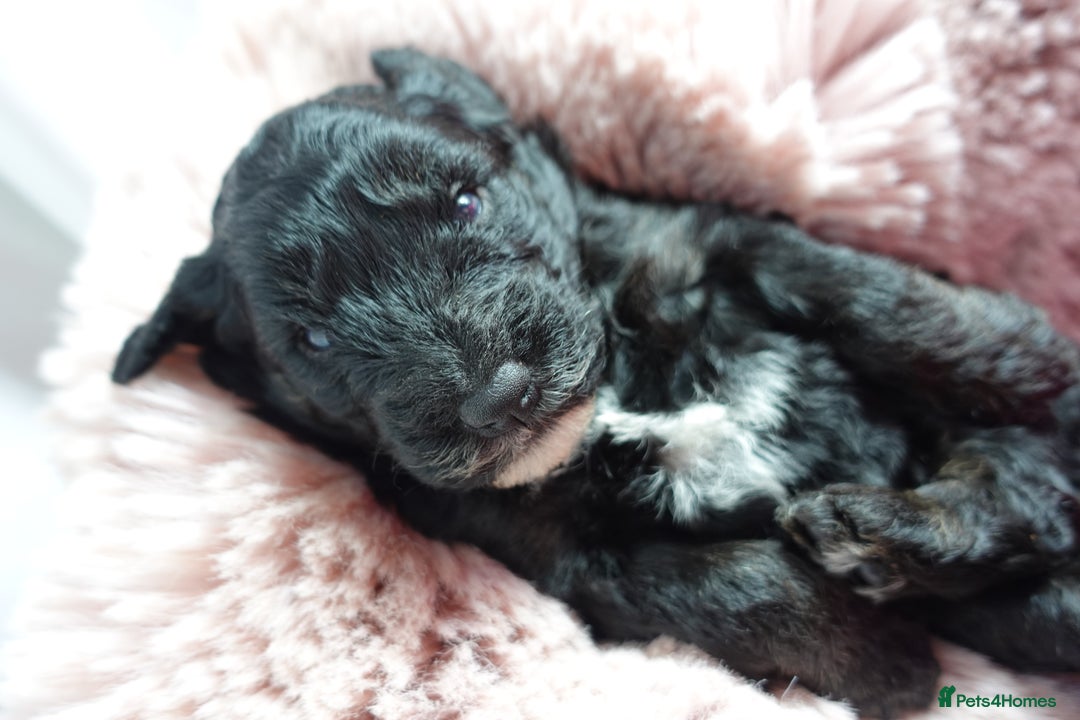 Sheepadoodle dogs for sale: Mini Sheepadoodle the wait is over!  - Image 30