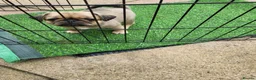 Mixed Breed dogs for sale: Beautiful pug x for sale  - Advert 6