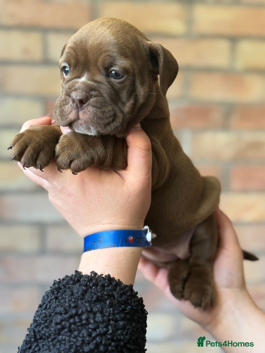 Mixed Breed dogs for sale: Bulldog de Bordeaux  - Image 30