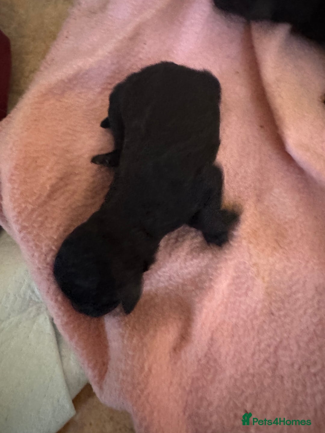 Standard Poodle dogs for sale: Pure Bred Standard Poodle Puppies – £950 - Advert 6