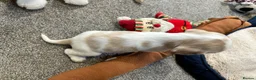 Cocker Spaniel dogs for sale: Beautiful orange roan show type cocker spaniels - Advert 24