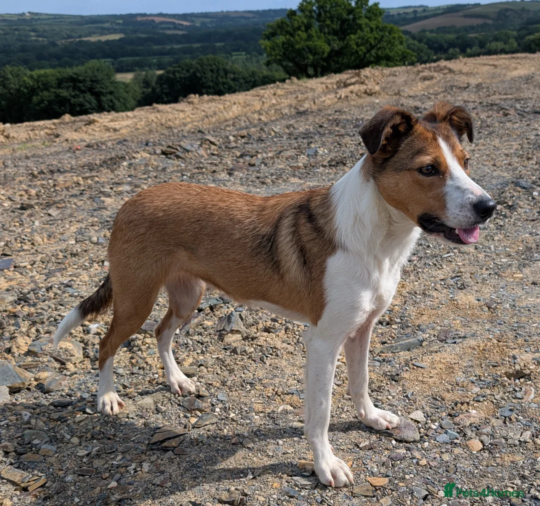 Border Collie dogs for sale: Border Collie Puppies  - Advert 6