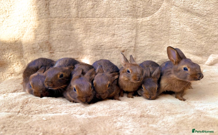 Belgian Hares rabbits in Newent - Advert 5