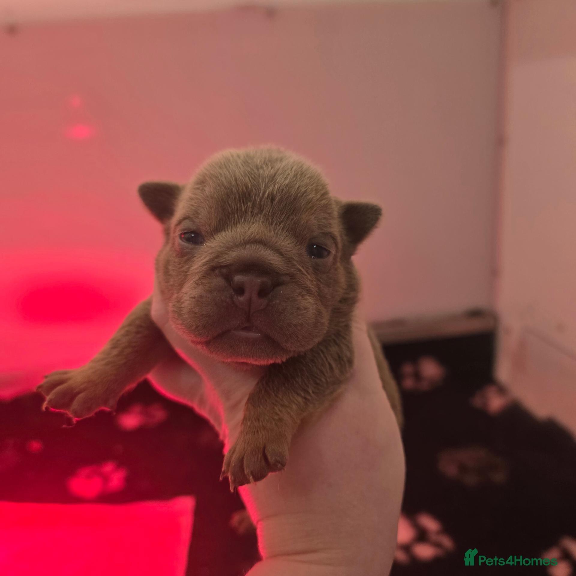 English Bulldog dogs for sale: British bulldog pups - Advert 15