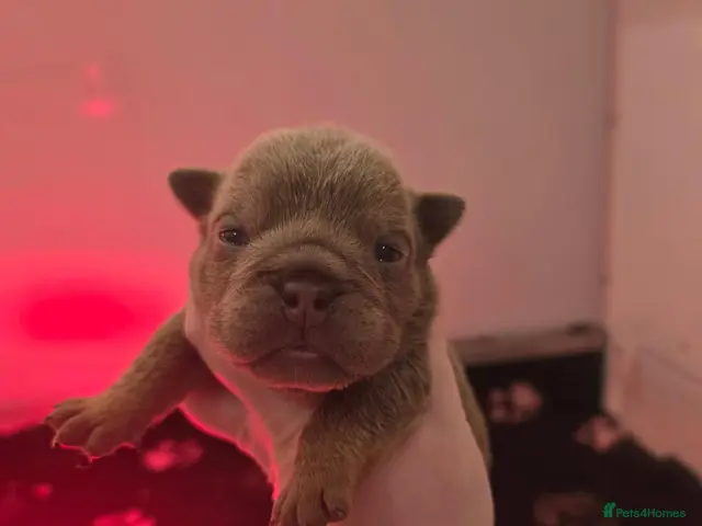 English Bulldog dogs for sale: British bulldog pups - Advert 15