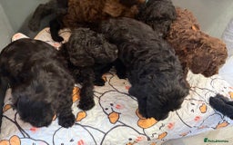 Labradoodle dogs for sale: F,1,B Standard labradoodles,READY FOR THERE HOMES  - Image 12