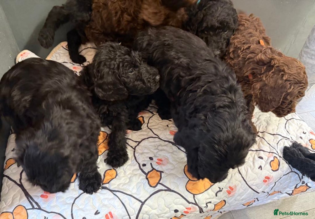 Labradoodle dogs for sale: F,1,B Standard labradoodles,READY FOR THERE HOMES  - Image 12