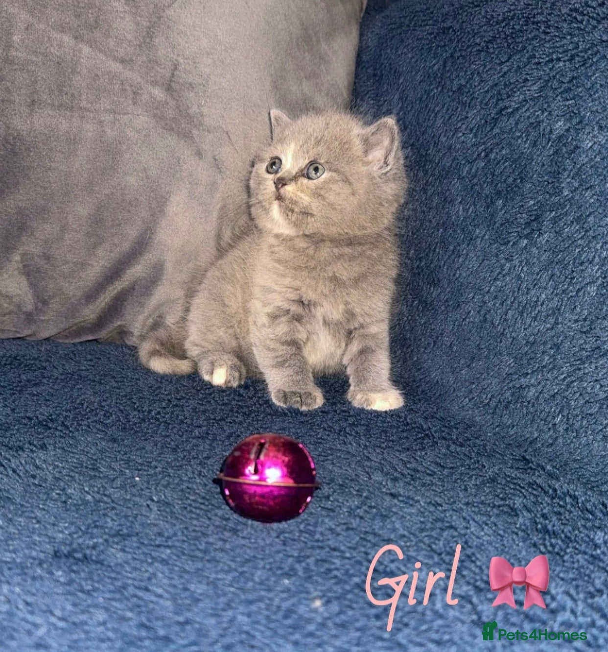British Shorthair cats GCCF REGISTERED BRITISH SHORTHAIRS - Advert 1