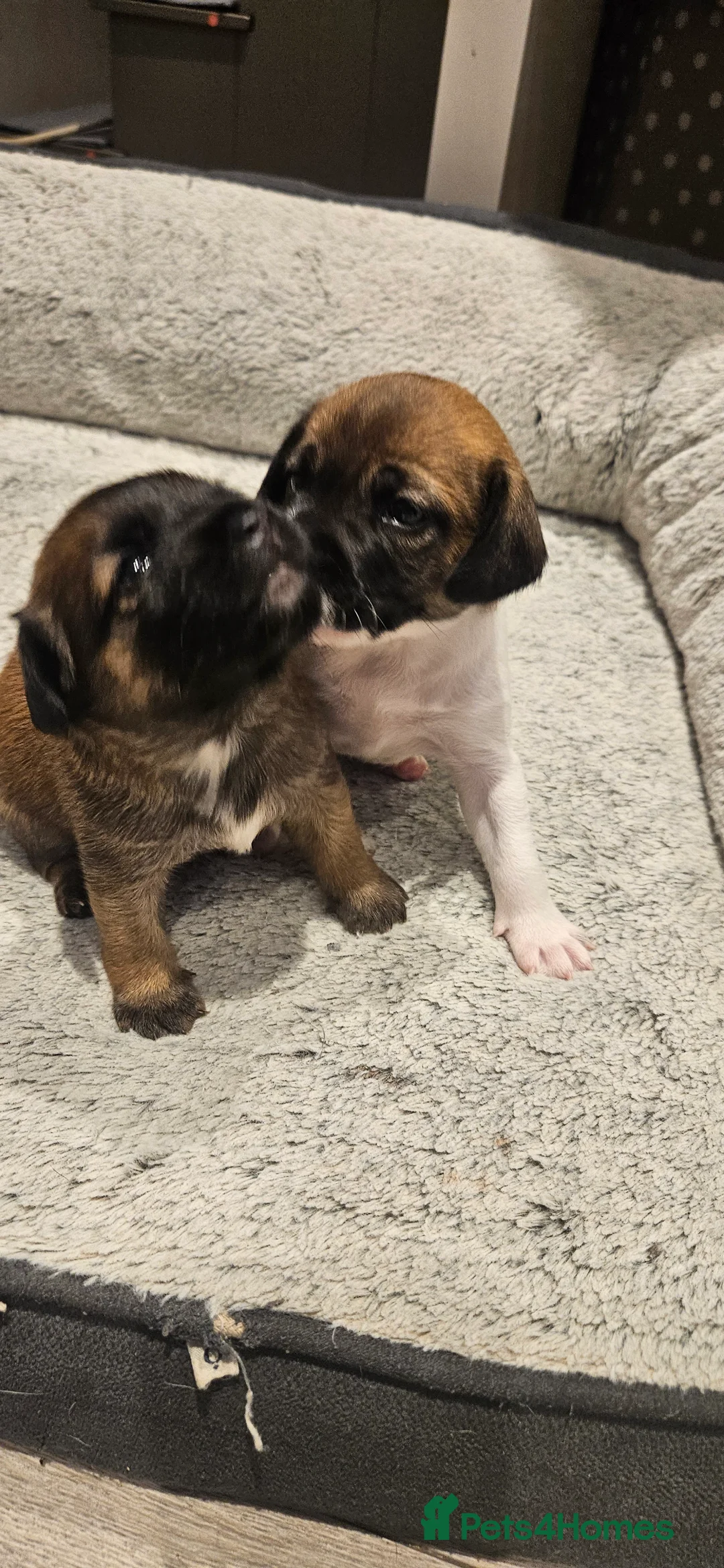 Jack Russell dogs for sale: Beautiful JRT pups - Advert 2