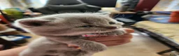 British Shorthair cats for sale: Hurry only  girl left Brithish shorthair kittens  - Advert 13