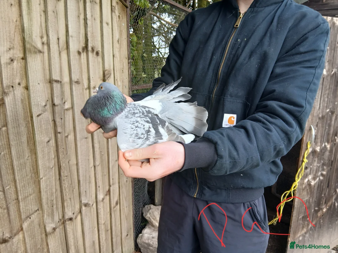 Pigeons birds for sale: 5 Pet Fantail Pigeons  in Goole - Advert 2