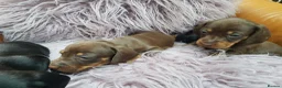 Dachshund dogs for sale: Beautiful short haired dachshund puppies for sale - Advert 4