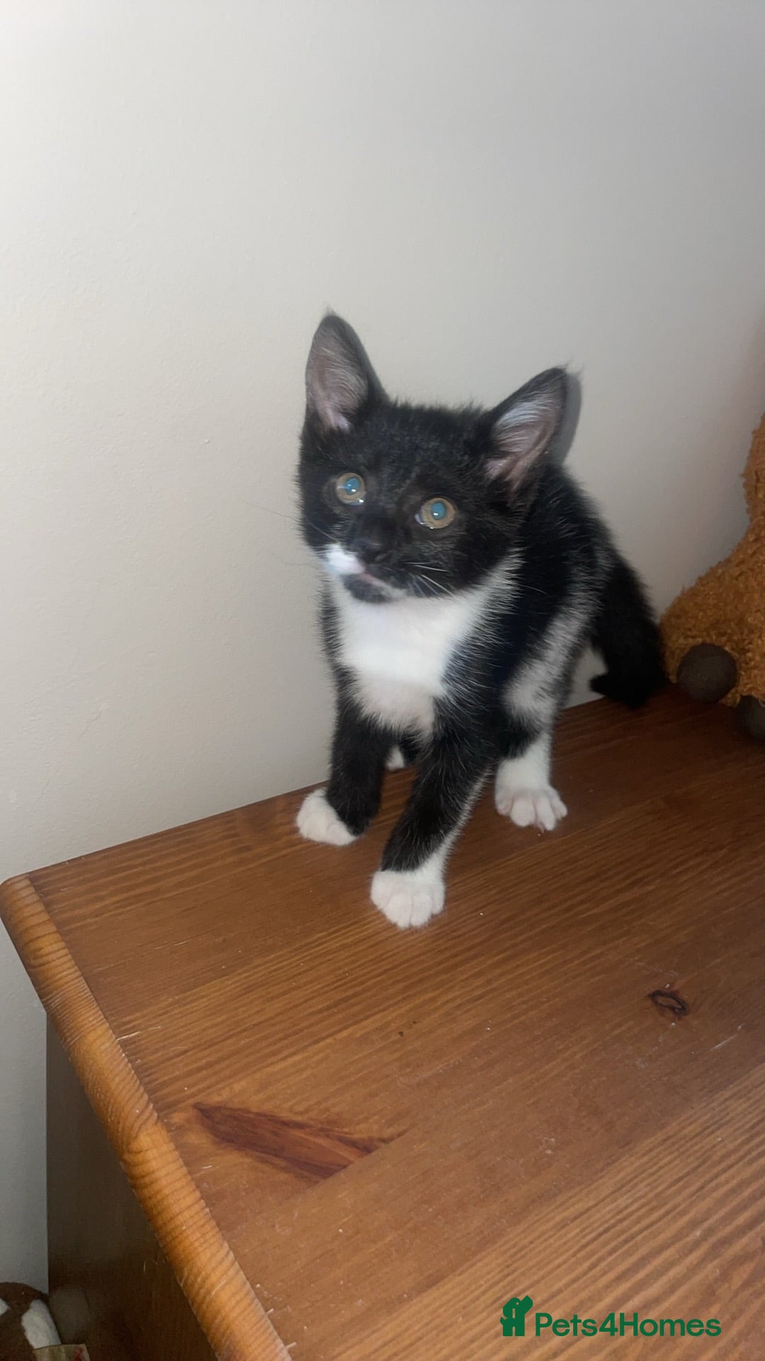 Mixed Breed cats 2 female kittens  - Advert 1