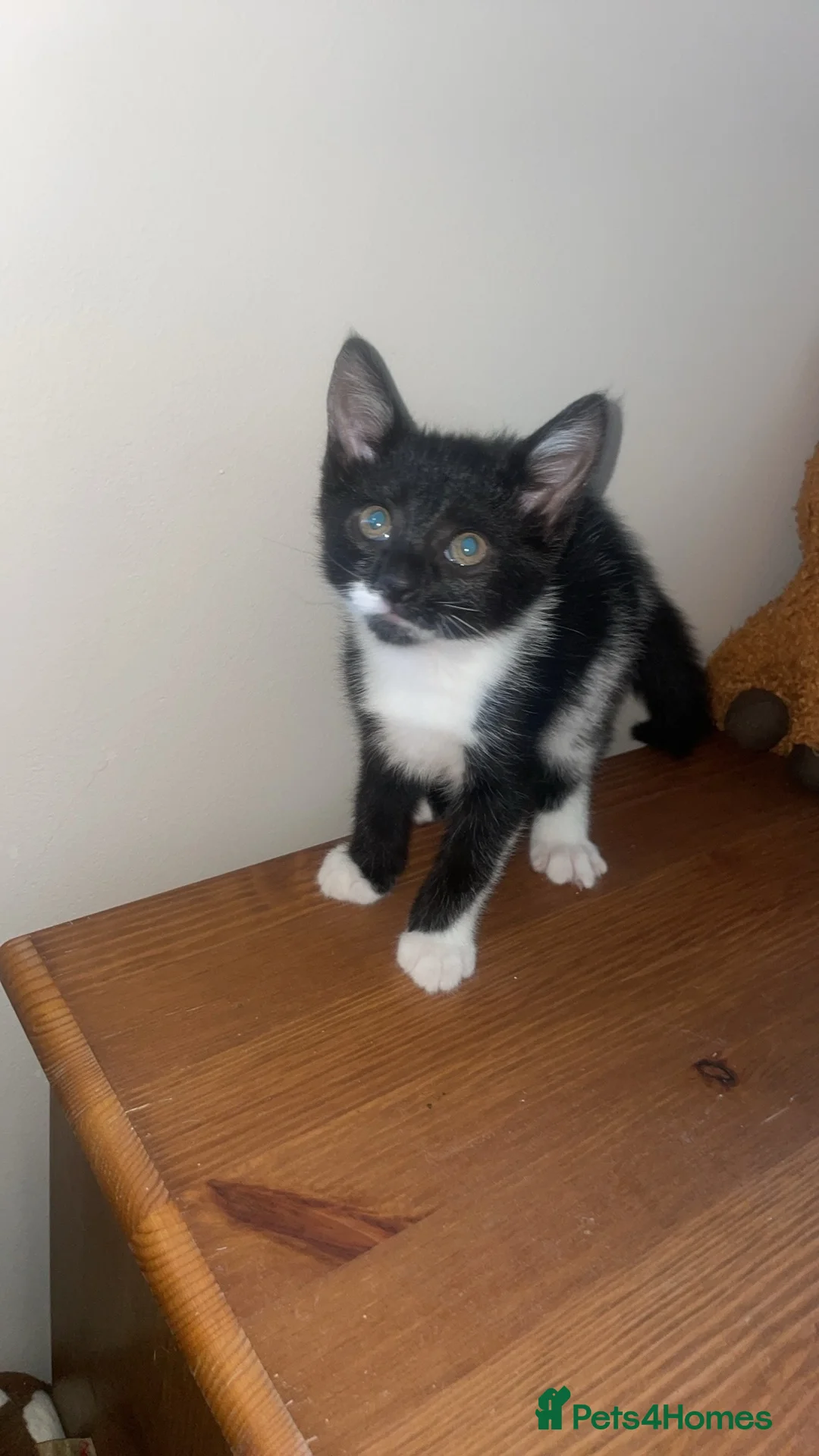 Mixed Breed cats for sale: 2 female kittens  in Weymouth - Advert 1