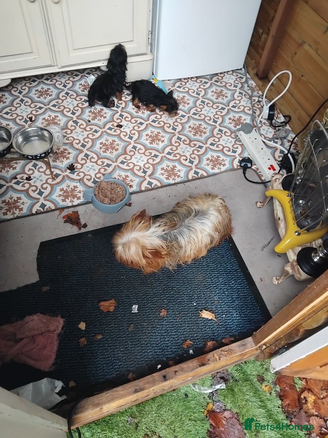 Yorkshire Terrier dogs for sale: Yorkshire puppies, 9 week cold  **  size. Two li - Advert 9