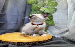 Ragdoll cats for sale: 💎 Purebred Ragdoll kittens-Champion Bloodlines 💎 - Image 13