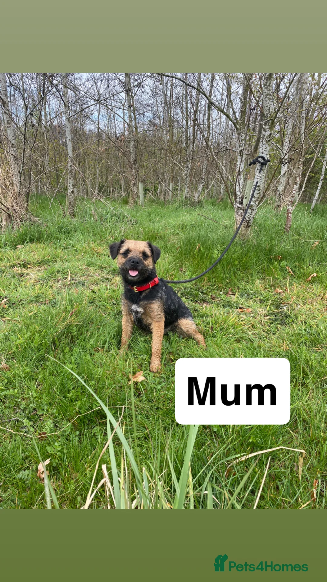 Border Terrier dogs for sale: ⭐️BORDER TERRIER PUPPIES  - Advert 31