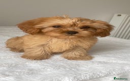 Cavapoo dogs for sale: Beautiful, stunning litter of toy cavapoos - Image 5