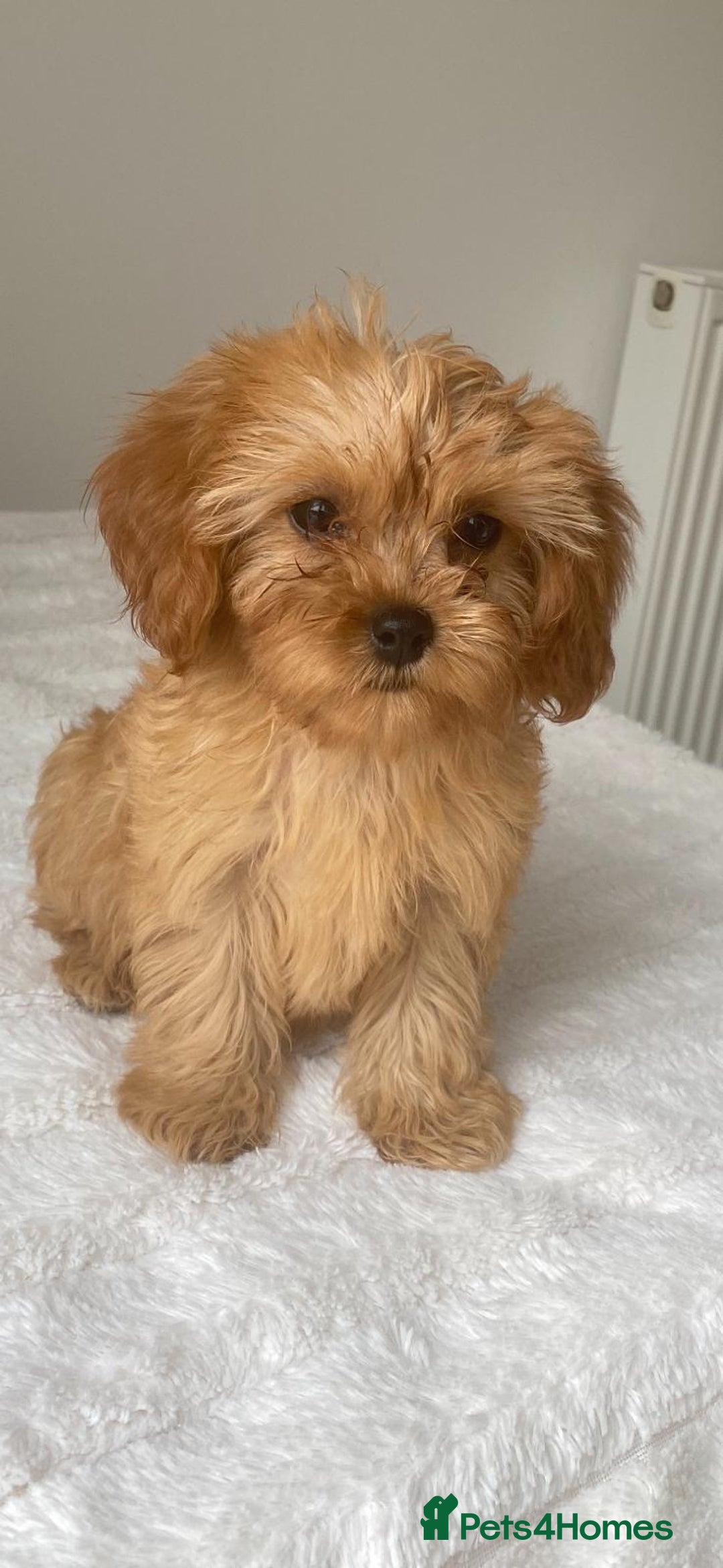 Cavapoo dogs for sale: Beautiful, stunning litter of toy cavapoos - Image 5