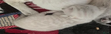 Bengal 3