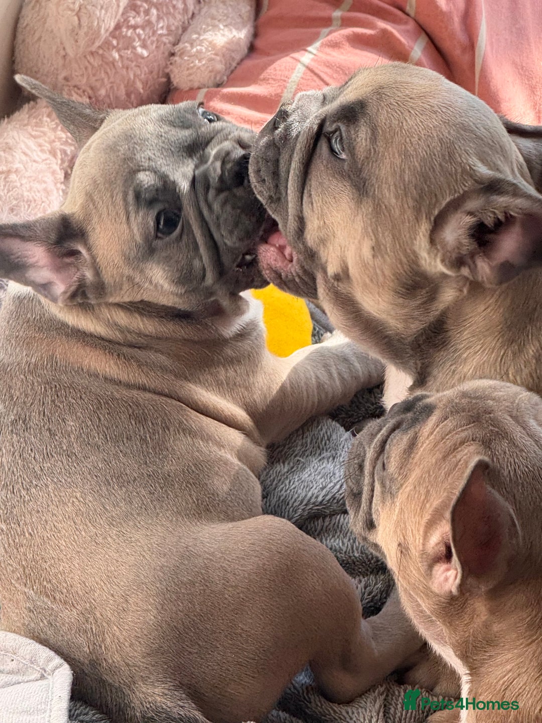 French Bulldog dogs for sale: French bulldogs puppies - Image 26