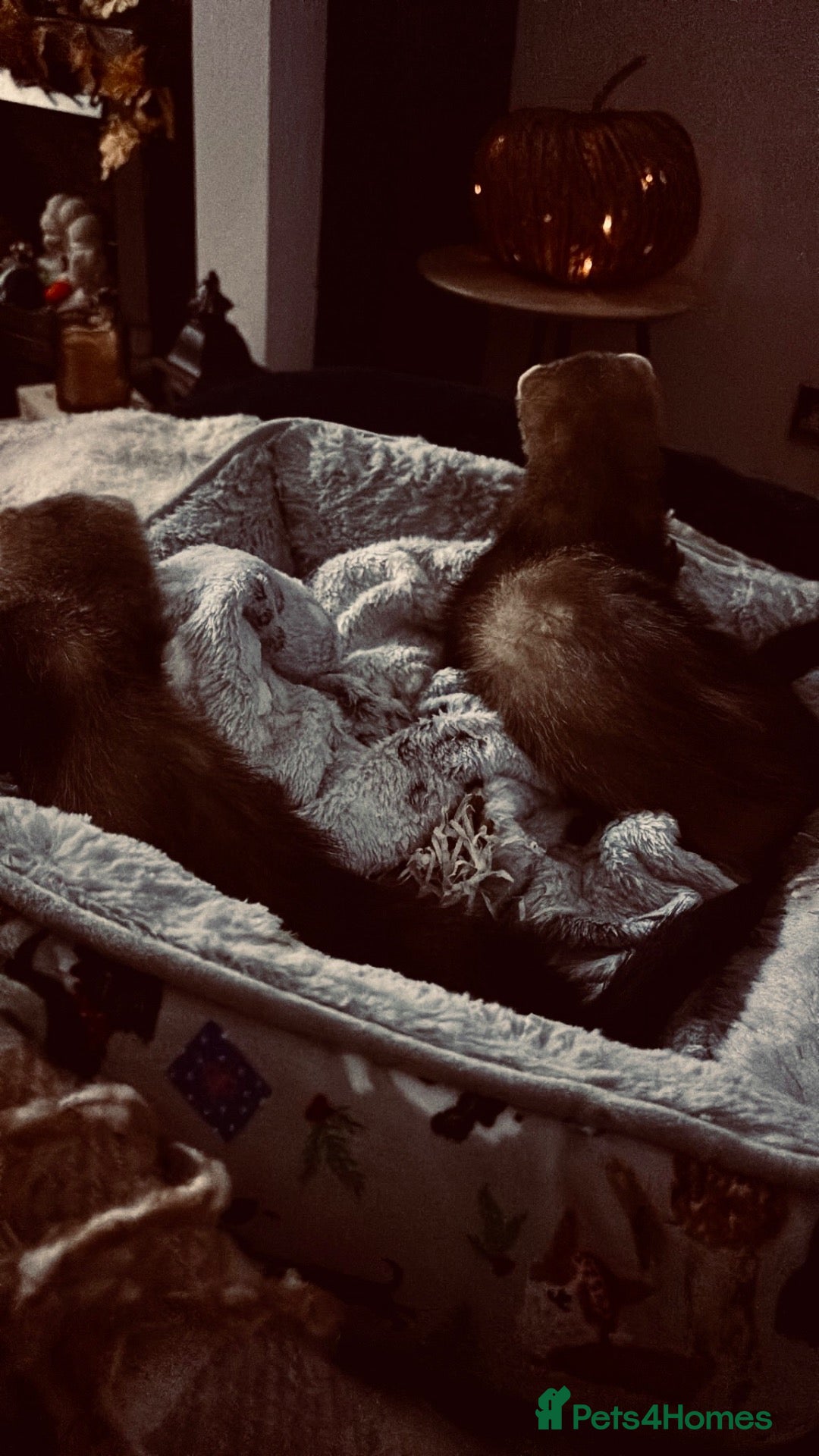 Ferret rodents for sale: 2 male ferrets + set up - Advert 1
