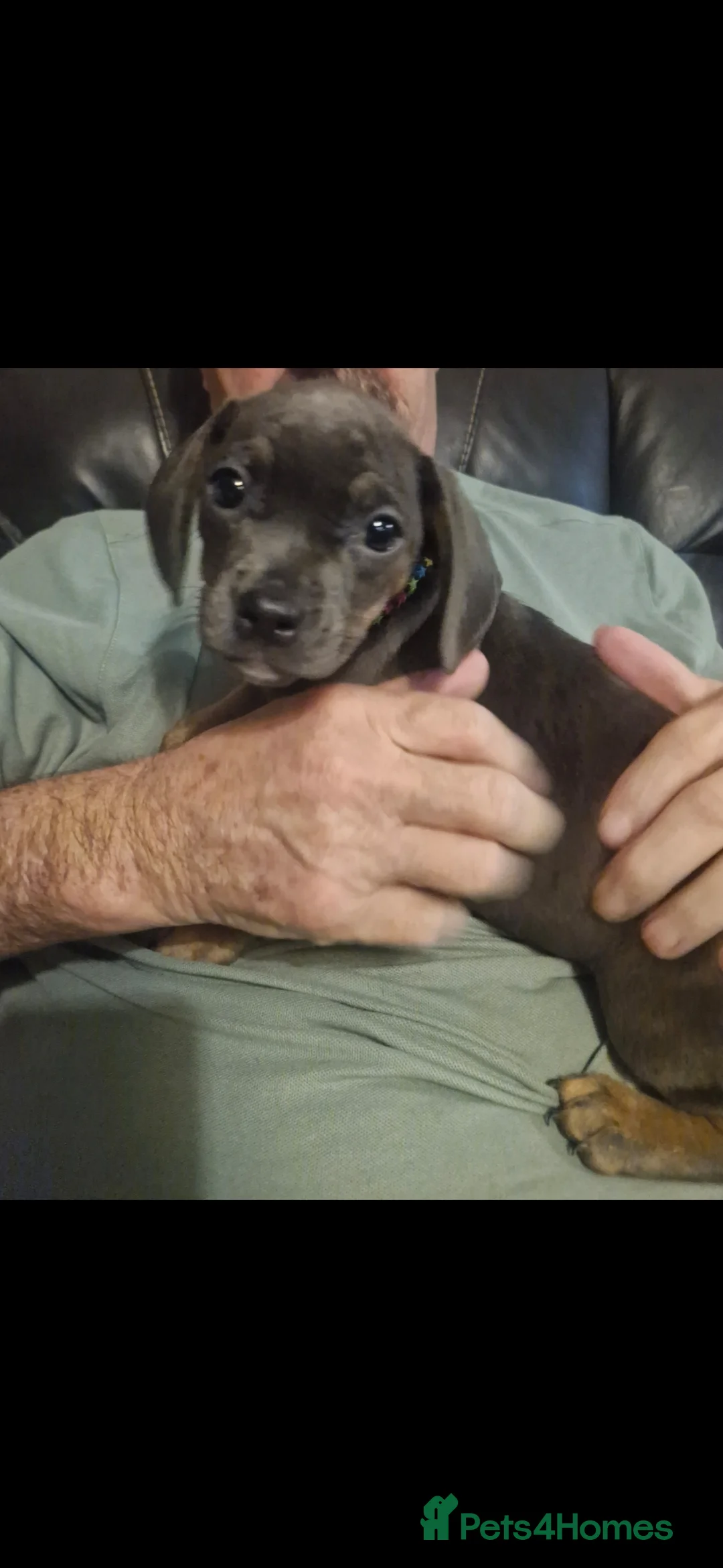 Mixed Breed dogs for sale: Frenchie x dashund  - Advert 2