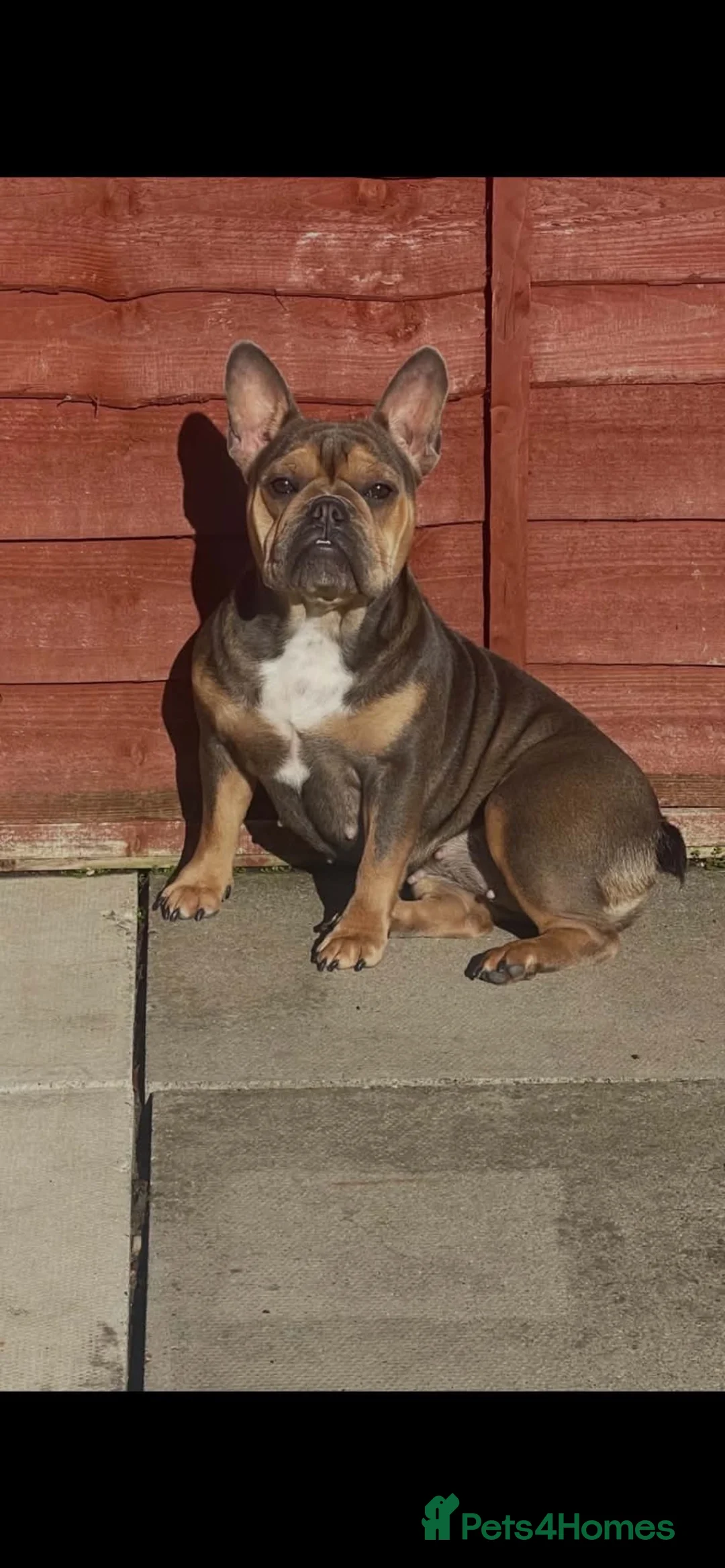 French Bulldog dogs for sale: 🐾💙 BEAUTIFUL FRENCH BULLDOG PUPPIES 💗🐾 - Advert 2