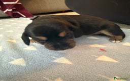 Mixed Breed dogs for sale: Doxla  - Image 12