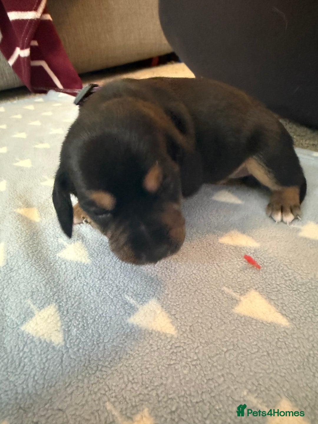 Mixed Breed dogs for sale: Doxla  - Image 12