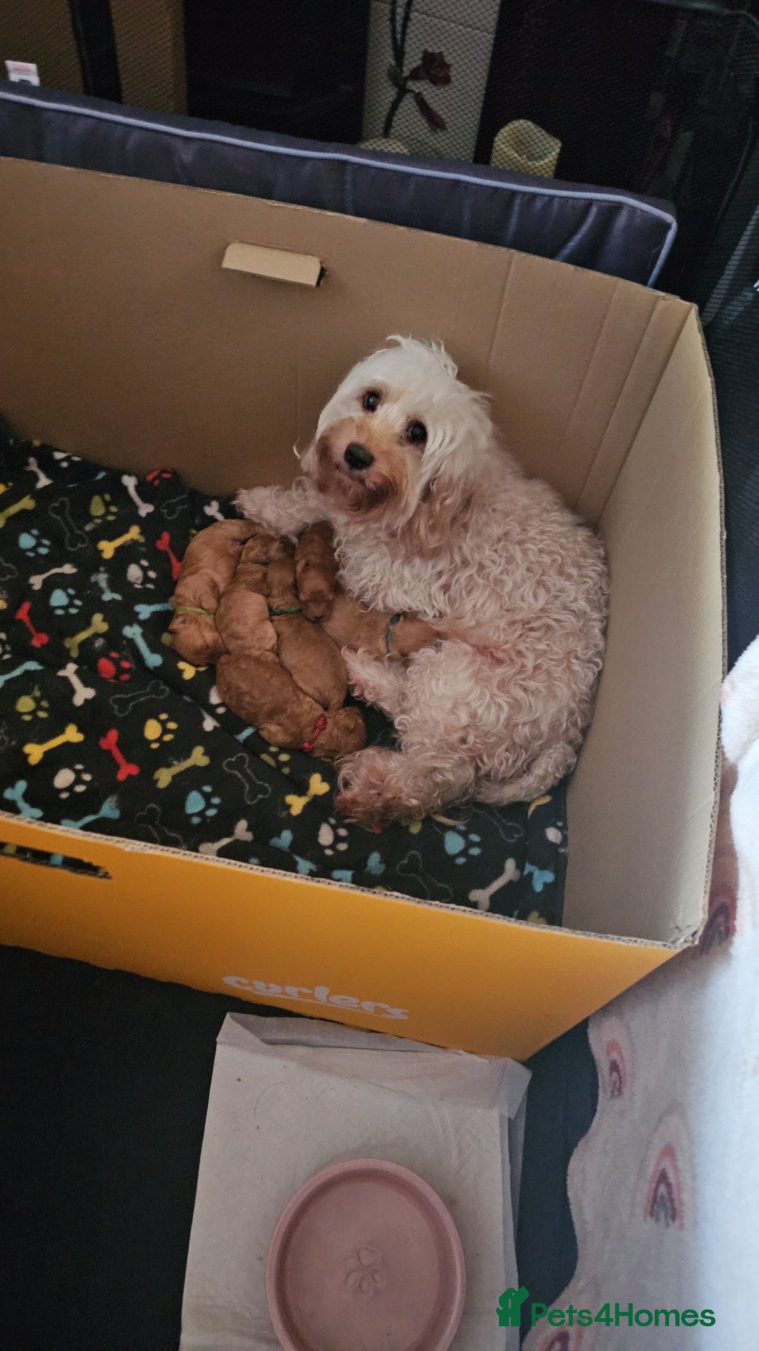 Cavapoo dogs for sale: Beautiful cavapoo litter - Image 7