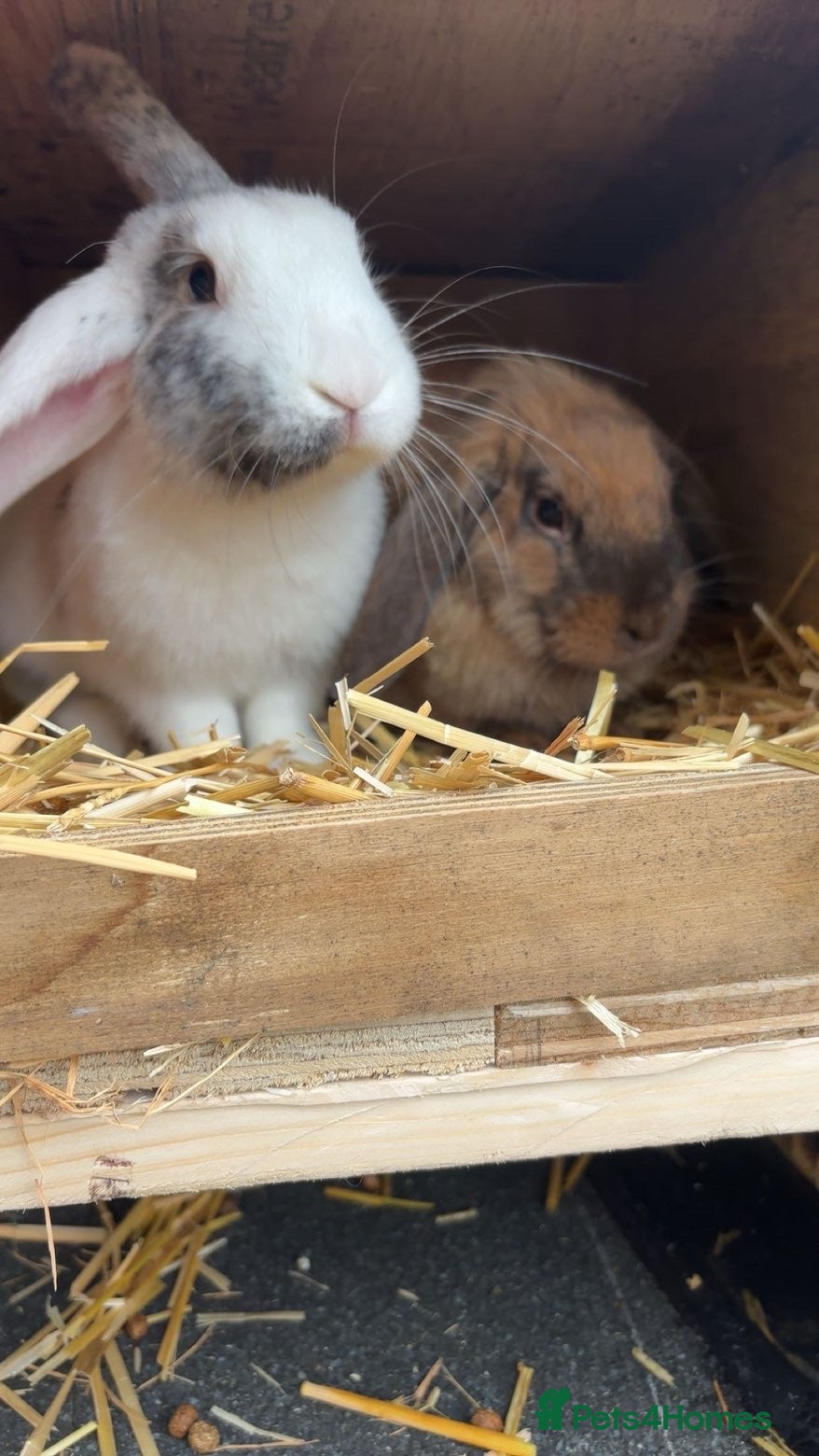 Mini Lop rabbits 2 mini lop rabbits  - Advert 4