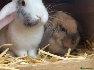 Mini Lop rabbits 2 mini lop rabbits - Advert 4