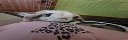 English Spot rabbits for sale: Neutred beautiful boy looking gor his forever home - Advert 17