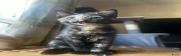 Mixed Breed cats for sale: 2 boys + girl - Advert 14