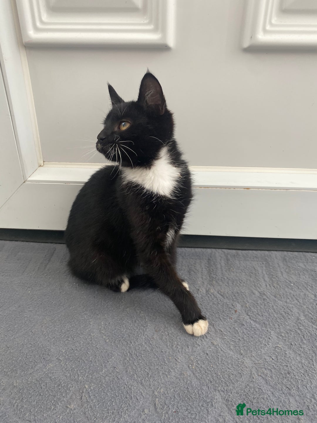 Mixed Breed cats for sale: Girl kitten ready now  - Image 2