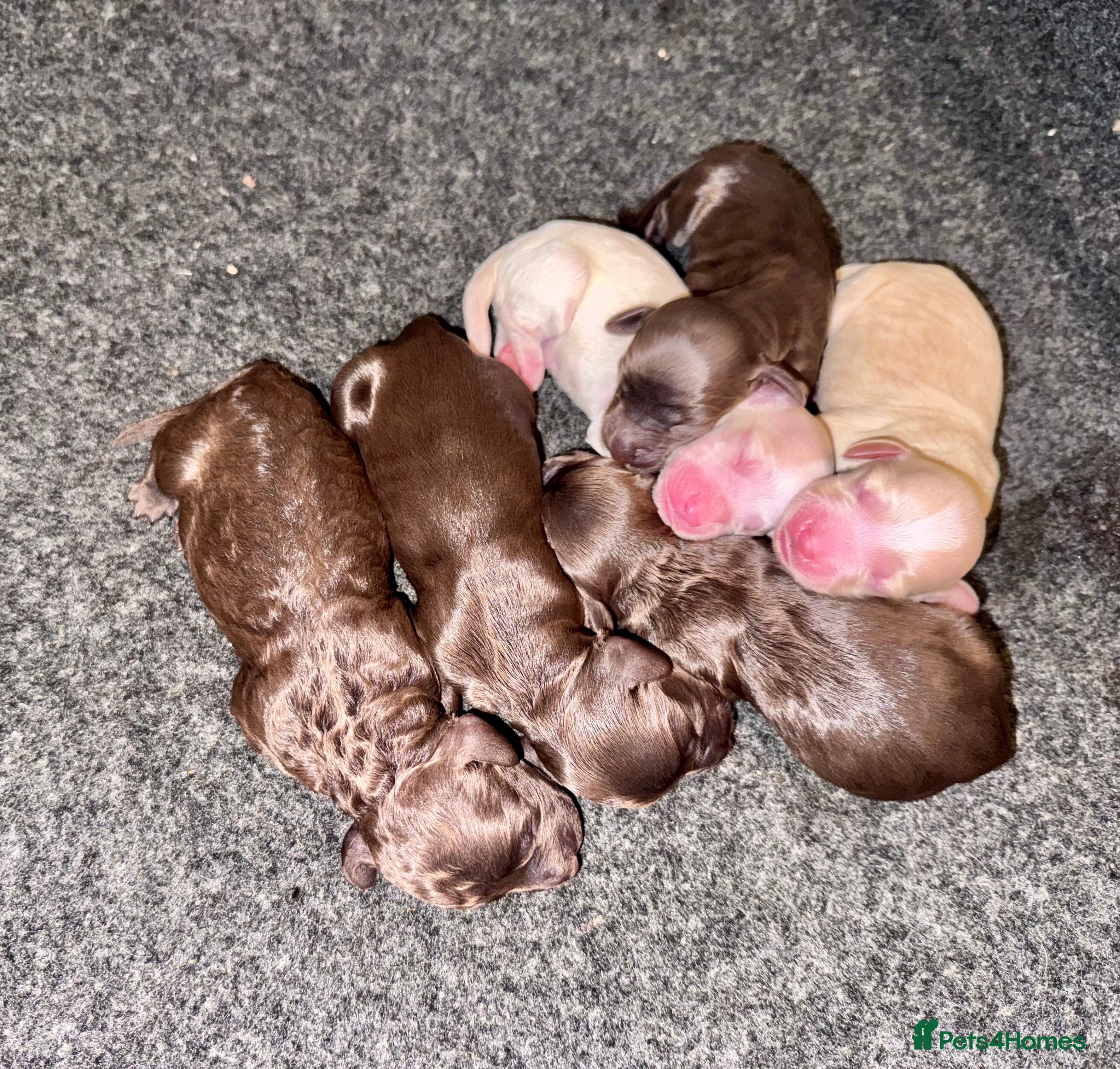 Cockapoo dogs STUNNING RARE CHOCOLATE COCKAPOO PUPPIES FOR SALE  - Advert 5