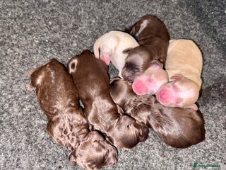 Cockapoo dogs STUNNING RARE CHOCOLATE COCKAPOO PUPPIES FOR SALE - Advert 5