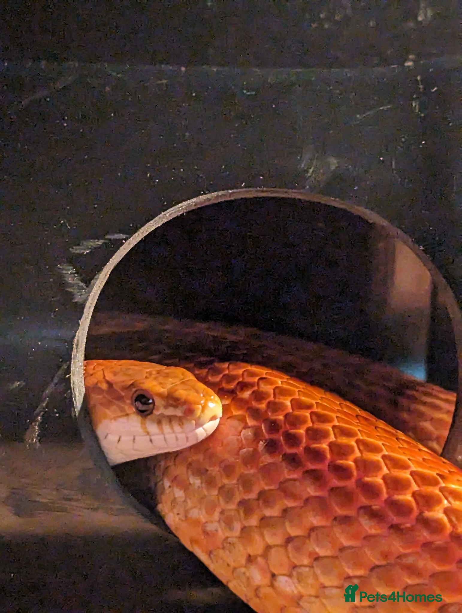 Corn Snake reptiles Male 4year old corn snake - Advert 1