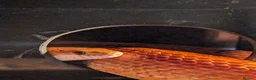 Corn Snake reptiles for sale: Male 4year old corn snake in Cupar - Advert 1