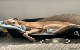 Mixed Breed dogs for sale: Lurcher for rehoming - Image 3