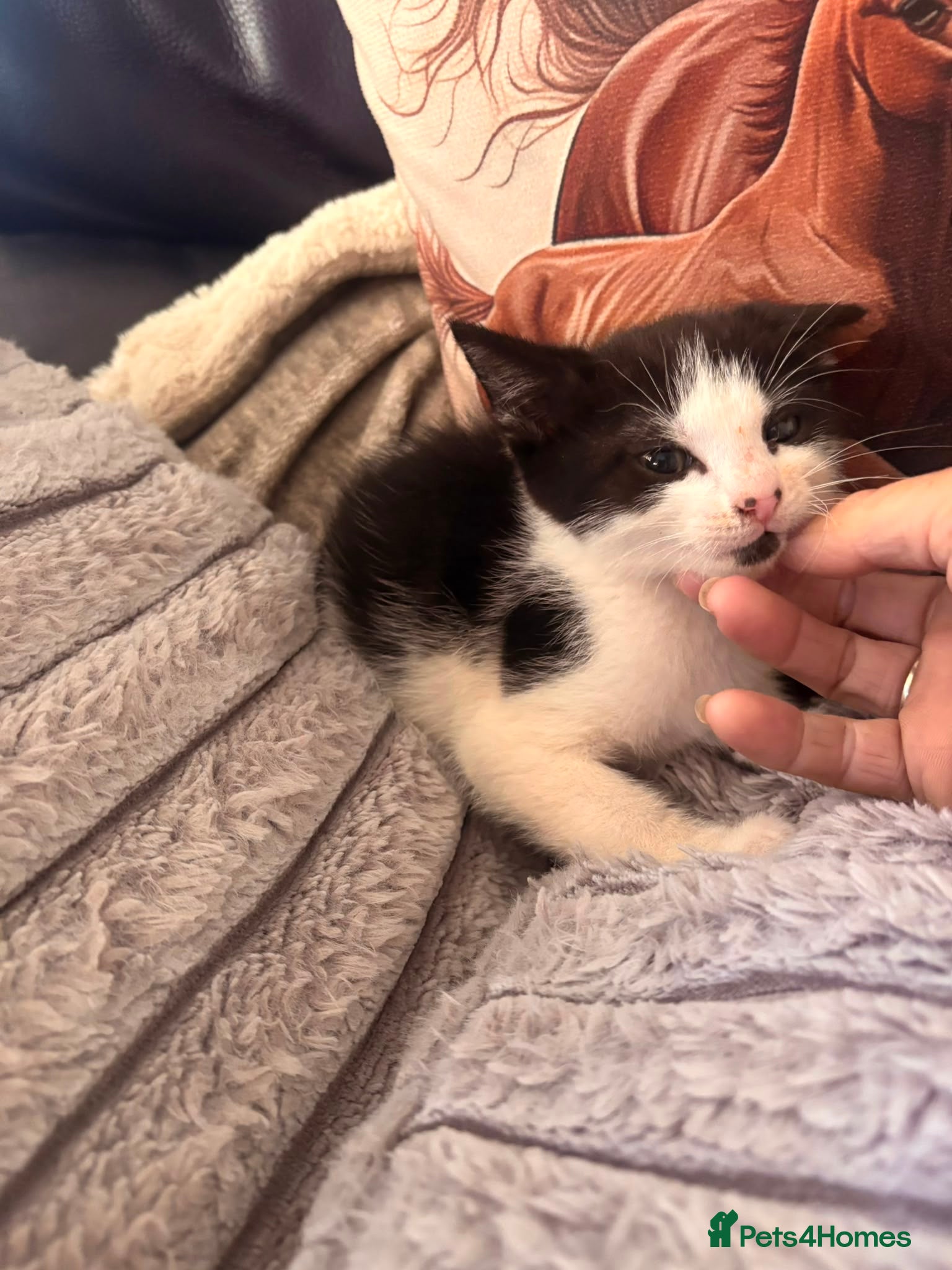 Mixed Breed cats READY NOW Beautiful kittens - Advert 9