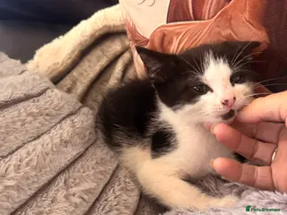 Mixed Breed cats READY NOW Beautiful kittens - Advert 9