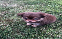 Chihuahua dogs for sale: *** Amazing quality very small Chihuahua’s *** - Image 9