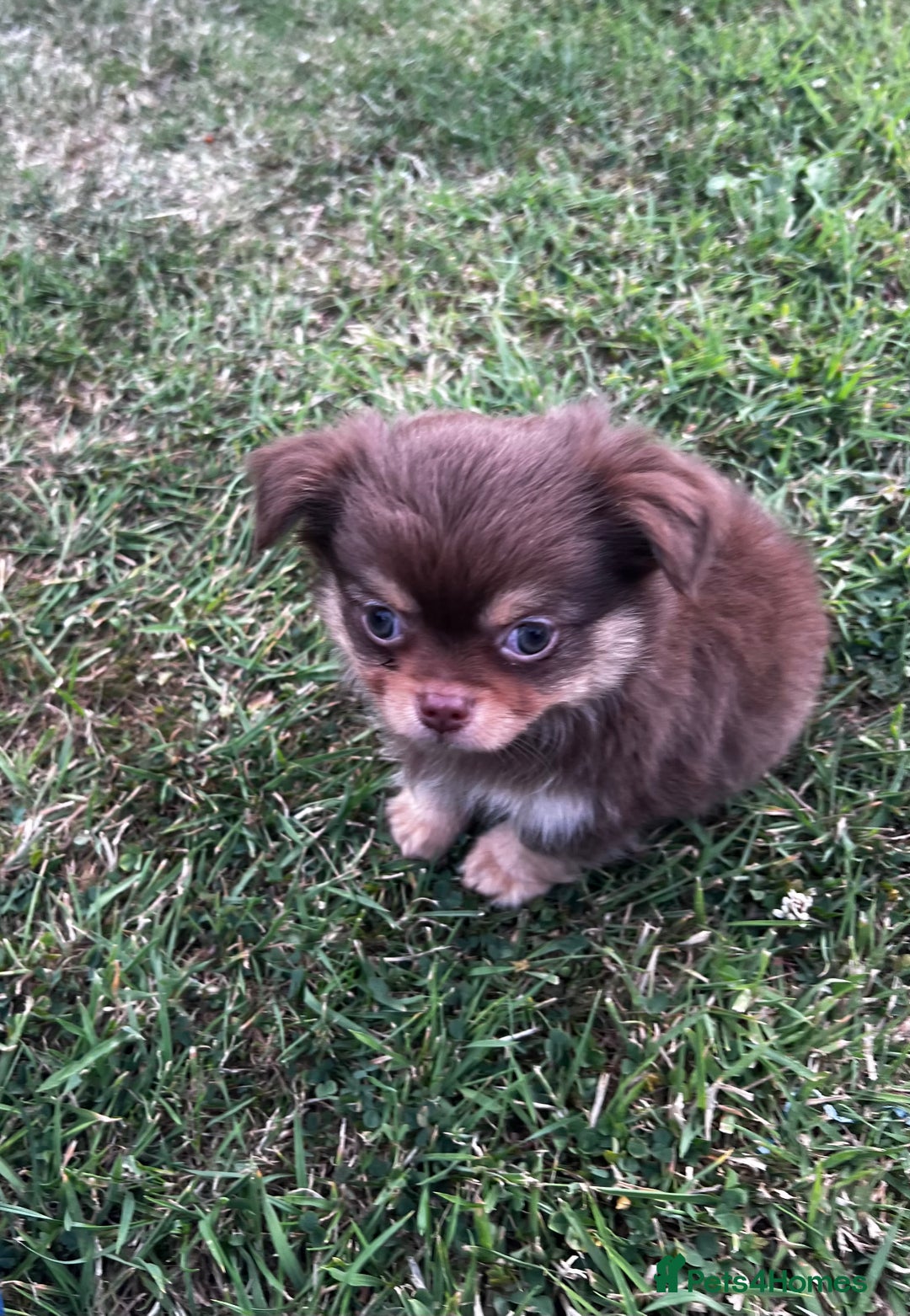 Chihuahua dogs for sale: *** Amazing quality very small Chihuahua’s *** - Image 9