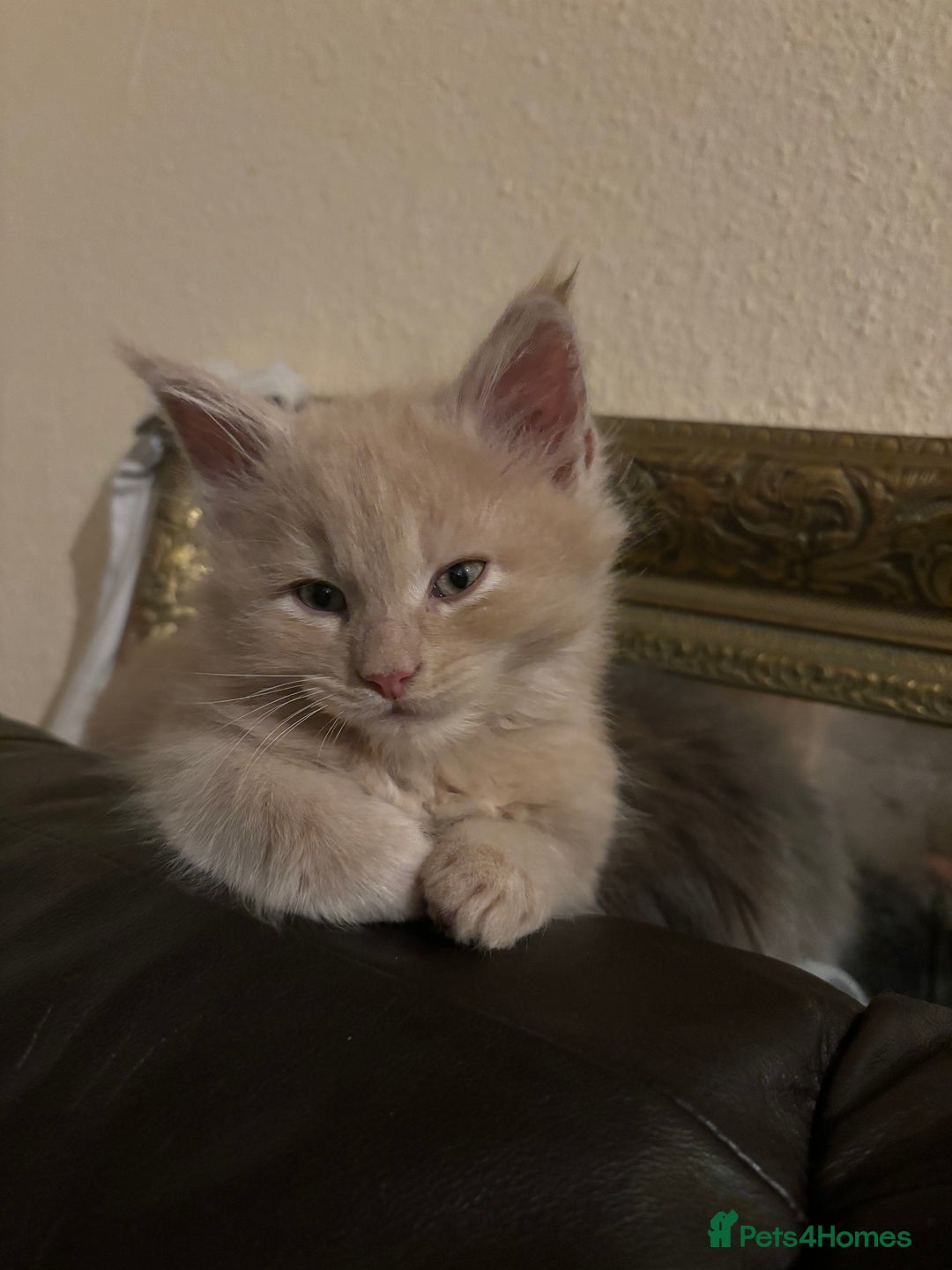 Maine Coon cats for sale: Maine coon pedigree Tica registered kittens  - Advert 9