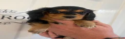 Miniature Dachshund dogs for sale: KC Registered miniature dachshunds  - Advert 14