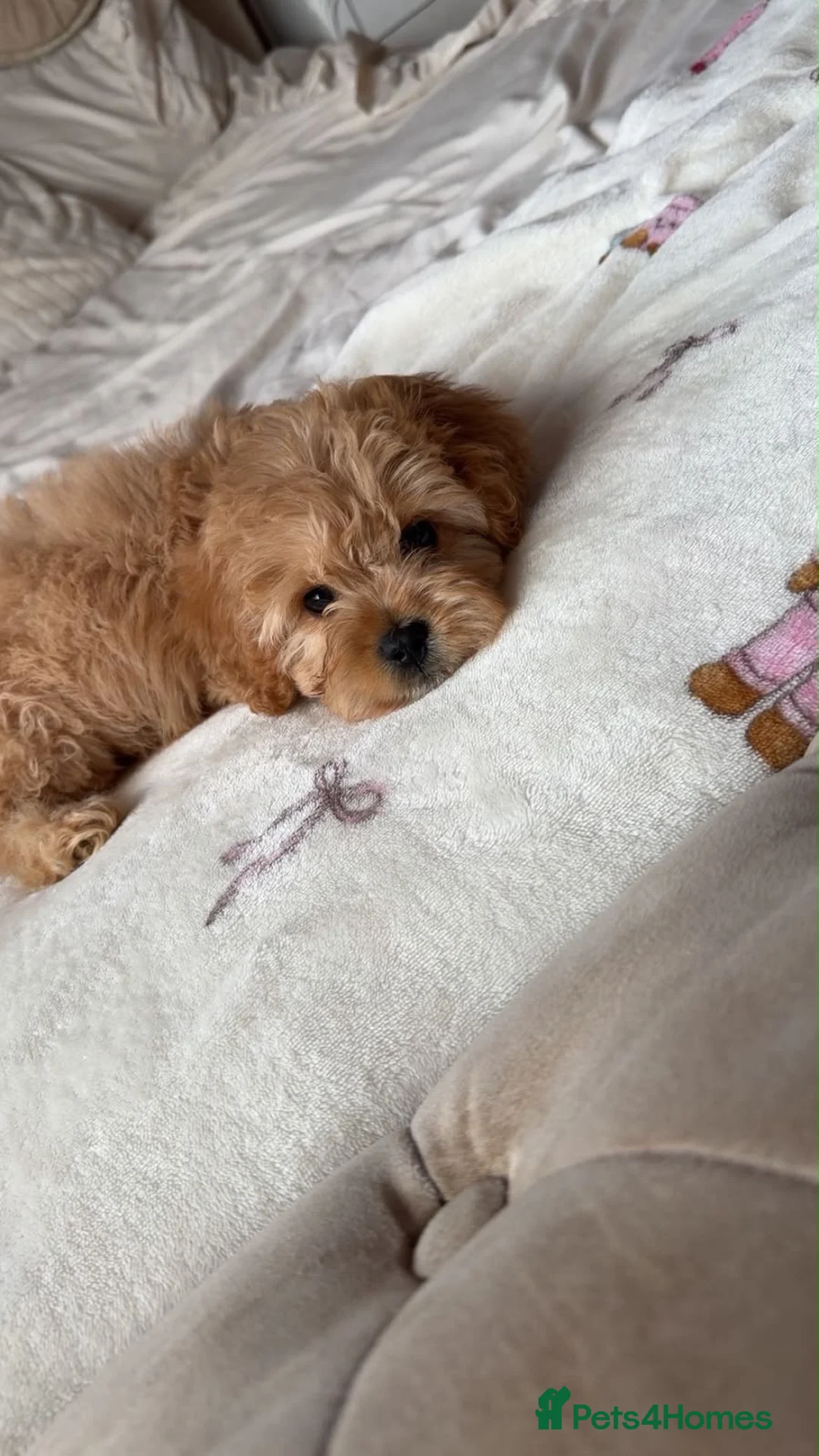 Mixed Breed dogs for sale: Cavapoochon Puppy For Sale - Advert 2