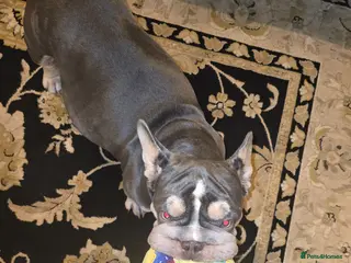 French Bulldog dogs FRENCH BULLDOG - Advert 8